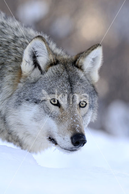 Grey Wolf (Canis lupus)