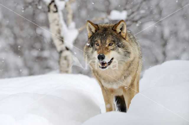 Grey Wolf (Canis lupus)