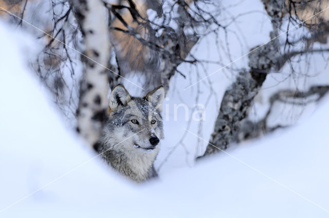 Grey Wolf (Canis lupus)