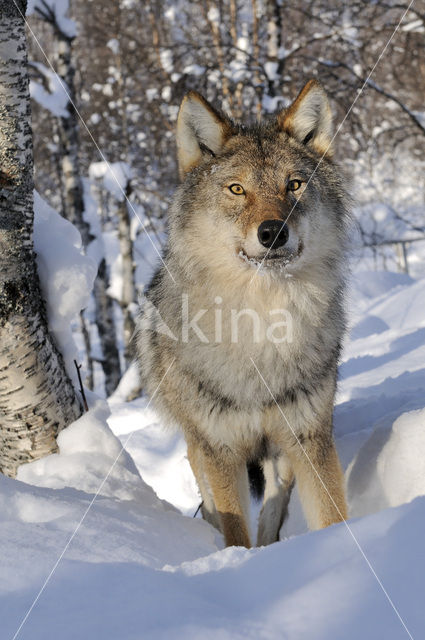 Grey Wolf (Canis lupus)