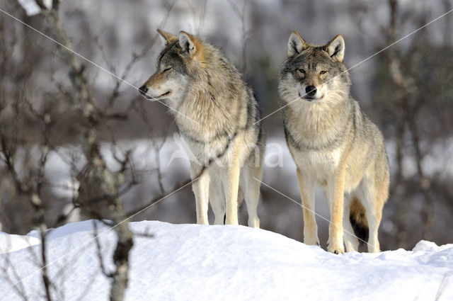 Grey Wolf (Canis lupus)