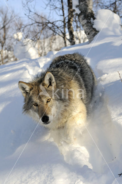 Grey Wolf (Canis lupus)