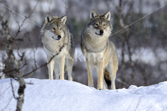 Grey Wolf (Canis lupus)