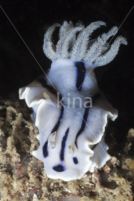 Zeenaaktslak (Chromodoris willani)