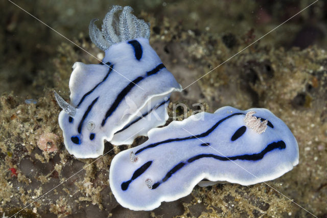 Zeenaaktslak (Chromodoris willani)