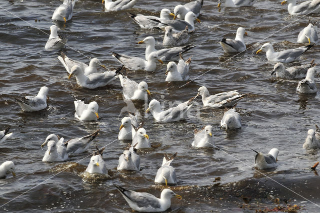 Zilvermeeuw (Larus argentatus)