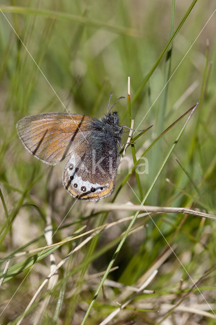 Alpine Heath (Coenonympha gardetta)