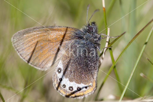 Alpine Heath (Coenonympha gardetta)