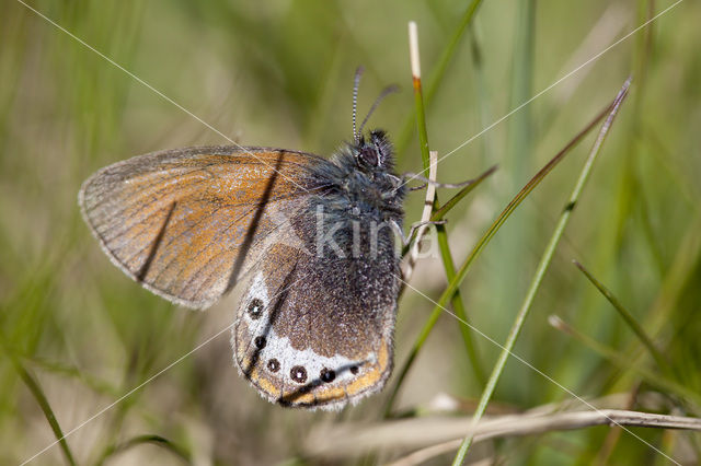 Alpenhooibeestje (Coenonympha gardetta)