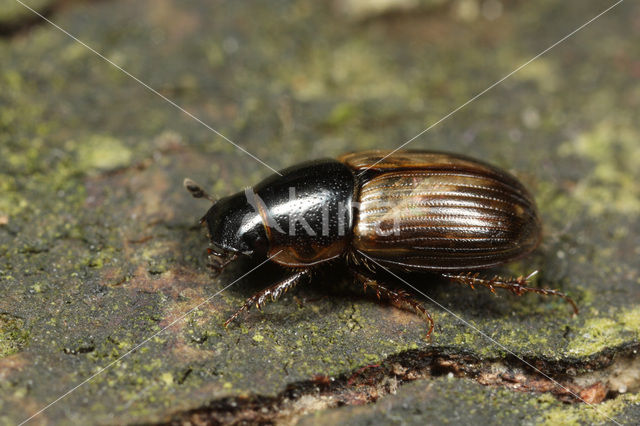 Aphodius prodromus