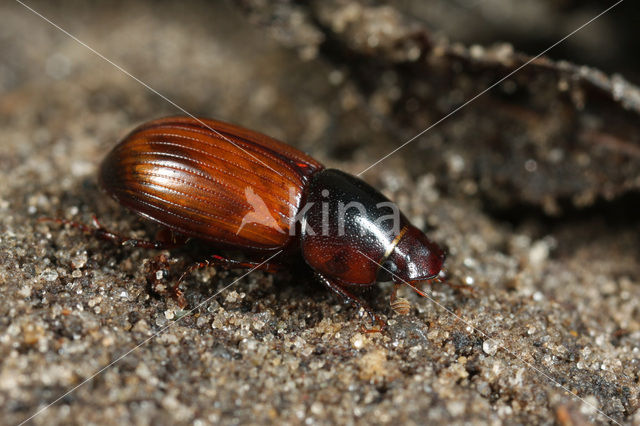 Aphodius rufus