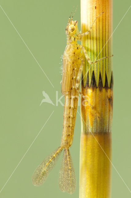 Azuurwaterjuffer (Coenagrion puella)