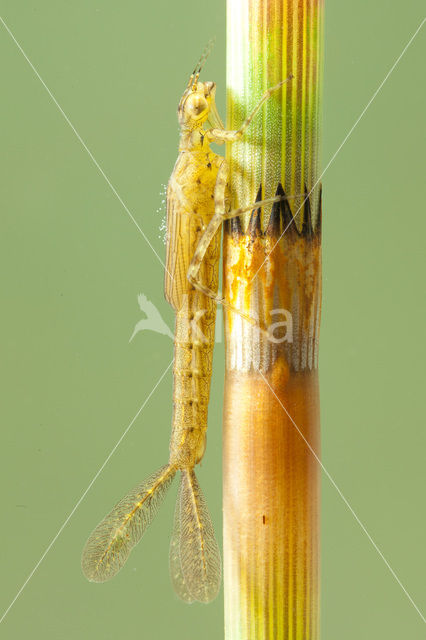 Azuurwaterjuffer (Coenagrion puella)