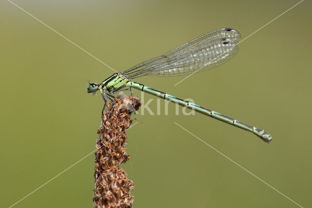 Azuurwaterjuffer (Coenagrion puella)