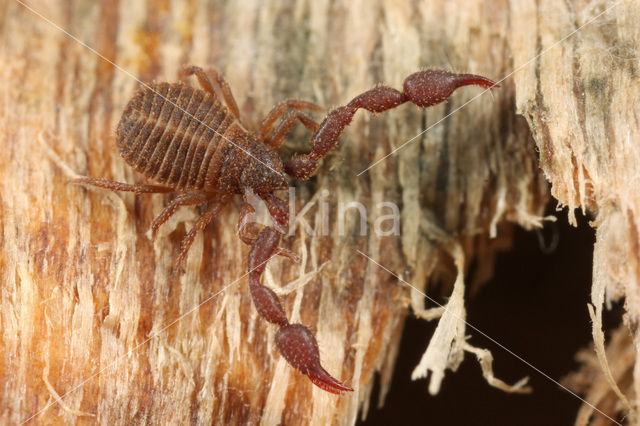 Bastaardschorpioen (Pseudoscorpiones sp.)