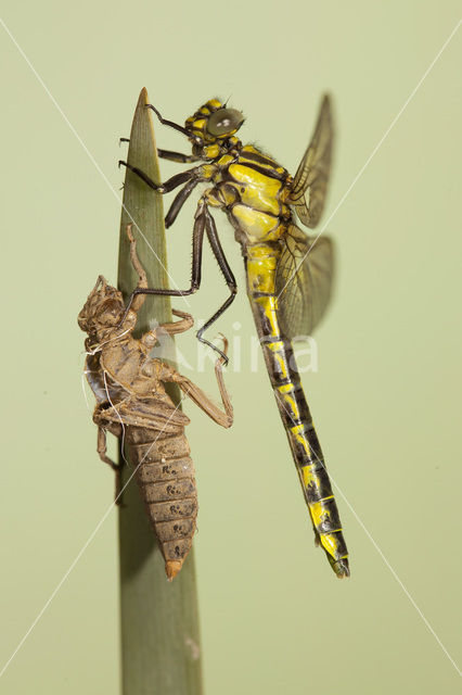 Beekrombout (Gomphus vulgatissimus)