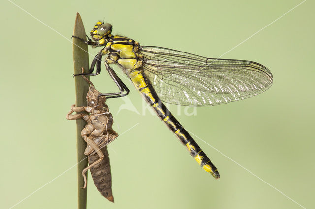 Beekrombout (Gomphus vulgatissimus)