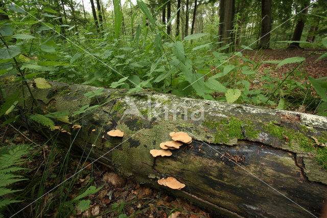 Beuk (Fagus sylvatica)