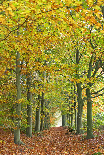 Beech (Fagus sylvatica)