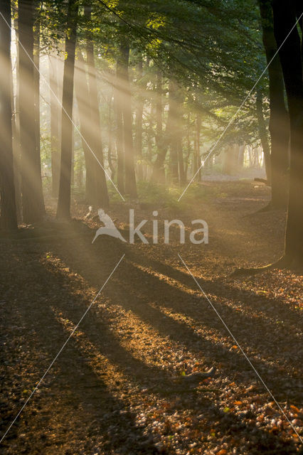 Beech (Fagus sylvatica)