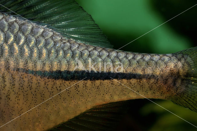 Bitterling (Rhodeus amarus)