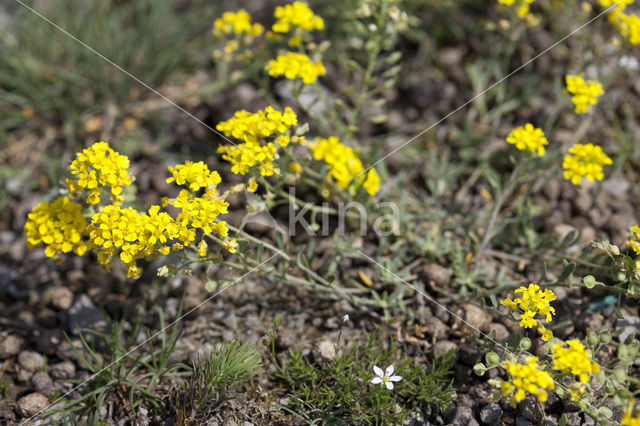 Bleek schildzaad (Alyssum alyssoides)