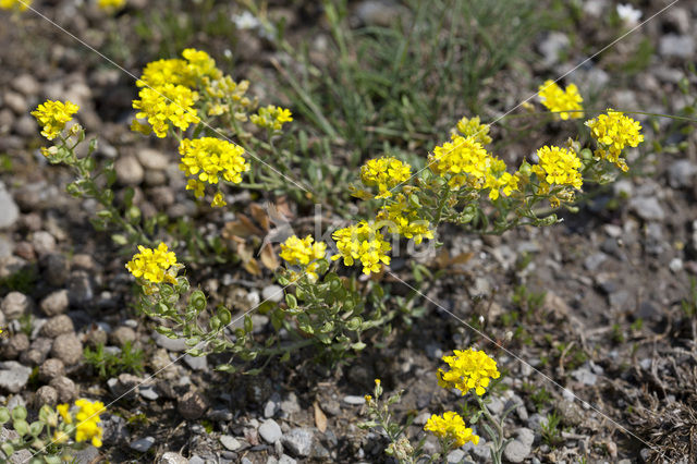 Small Alison (Alyssum alyssoides)