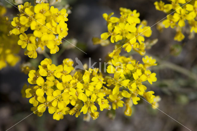 Small Alison (Alyssum alyssoides)