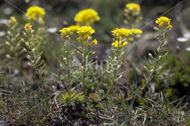 Bleek schildzaad (Alyssum alyssoides)