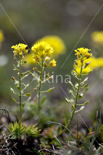 Bleek schildzaad (Alyssum alyssoides)