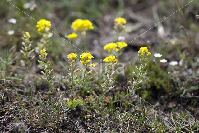 Small Alison (Alyssum alyssoides)