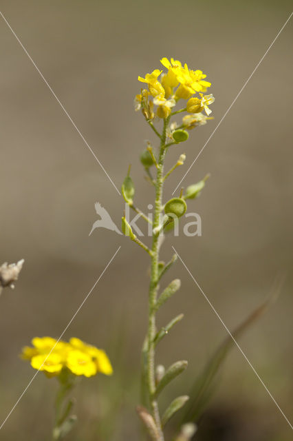 Bleek schildzaad (Alyssum alyssoides)