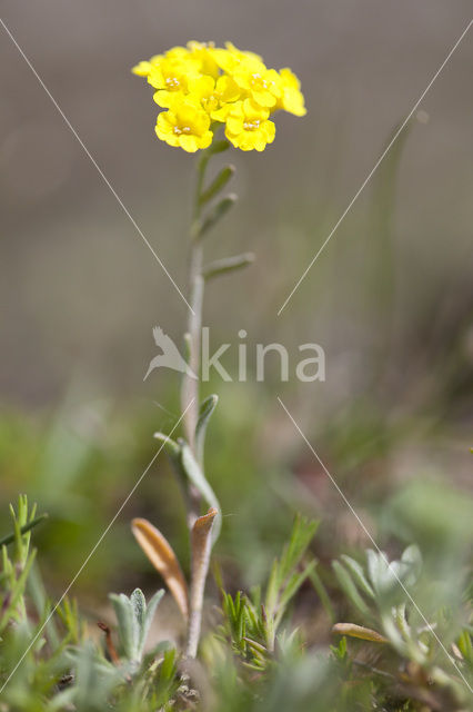 Bleek schildzaad (Alyssum alyssoides)