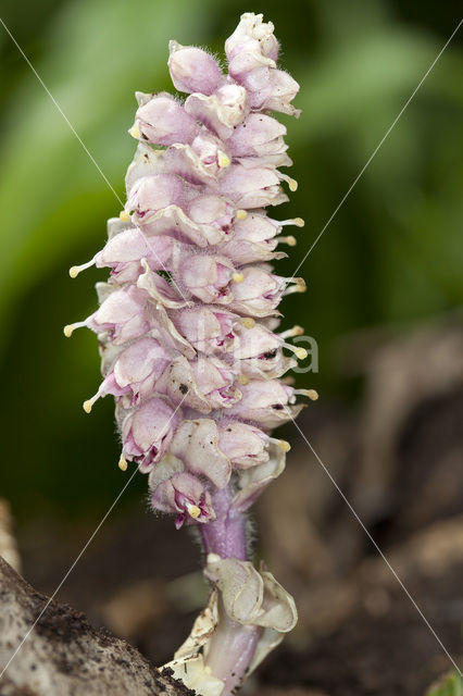 Bleke schubwortel (Lathraea squamaria)