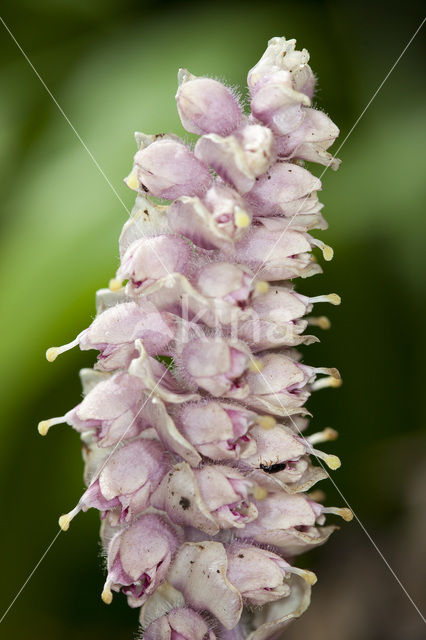 Bleke schubwortel (Lathraea squamaria)