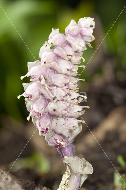 Bleke schubwortel (Lathraea squamaria)