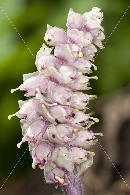 Bleke schubwortel (Lathraea squamaria)