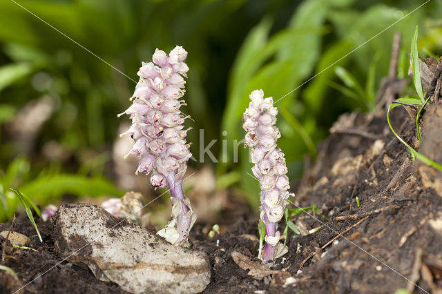 Bleke schubwortel (Lathraea squamaria)