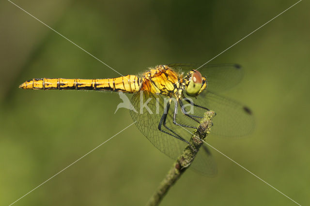 Bloedrode heidelibel (Sympetrum sanguineum)