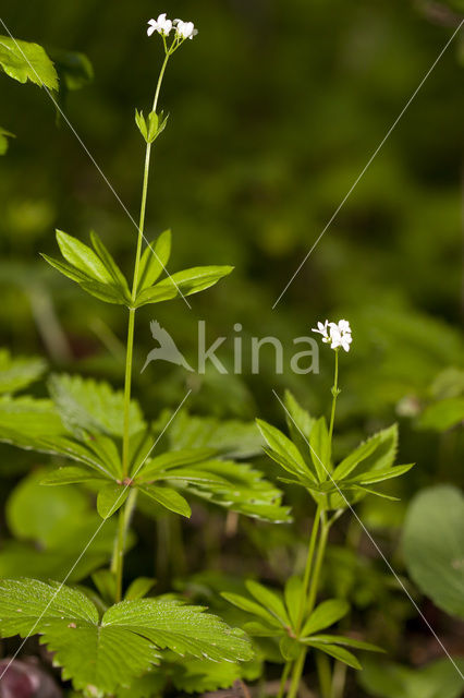 Boswalstro (Galium sylvaticum)