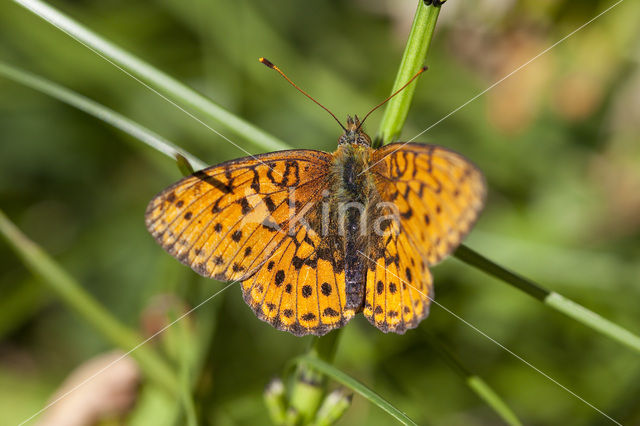 Braamparelmoervlinder (Brenthis daphne)