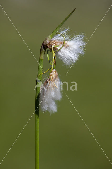 Breed wollegras (Eriophorum latifolium)