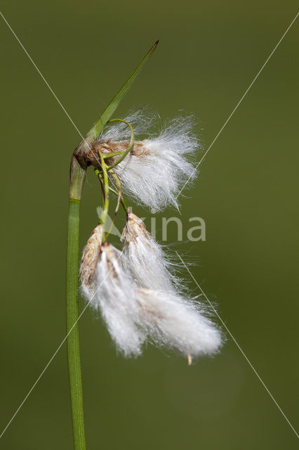 Breed wollegras (Eriophorum latifolium)