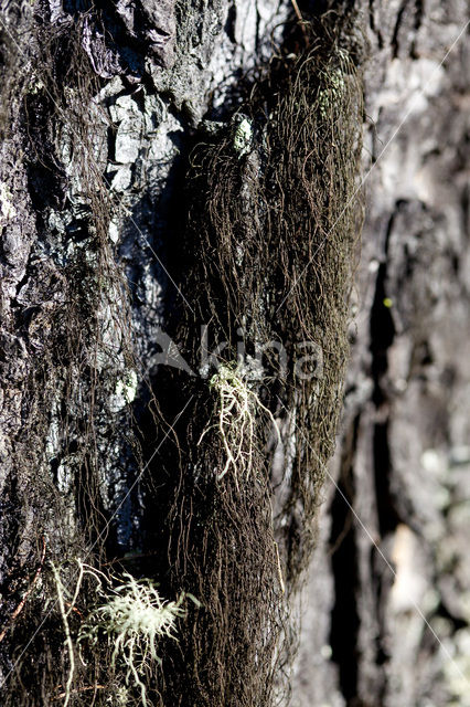 Bruin paardehaarmos (Bryoria fuscescens)