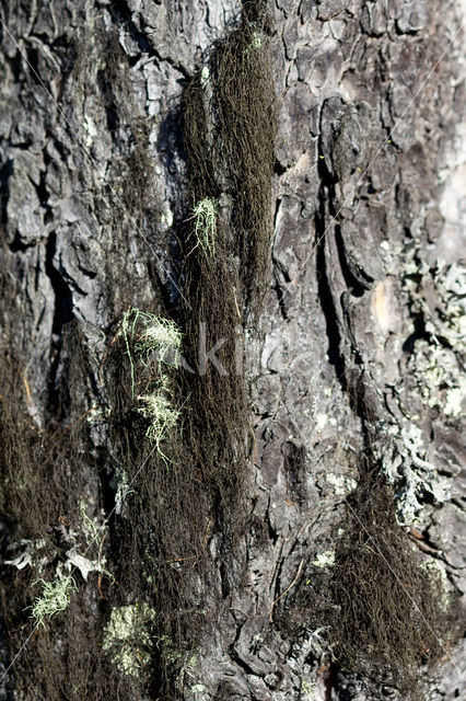 Bruin paardehaarmos (Bryoria fuscescens)