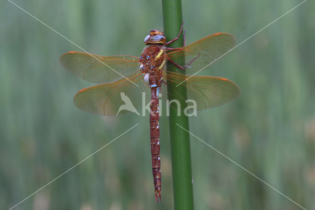 Bruine glazenmaker (Aeshna grandis)