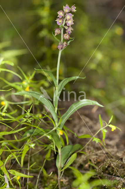 Bruinrode wespenorchis