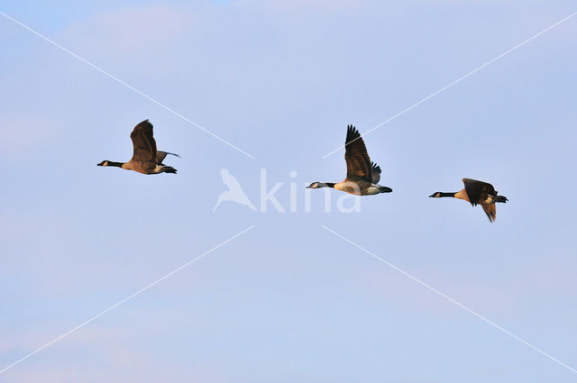 Canadese Gans (Branta canadensis)