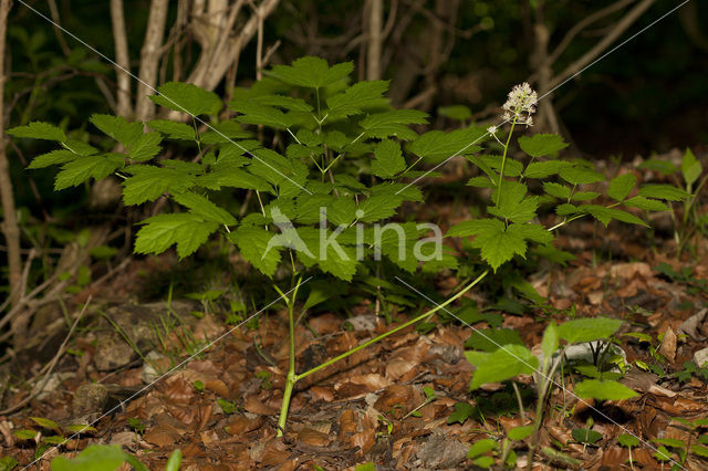 Baneberry / Herb Christopher (Actaea spicata)