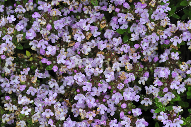 Lemon thyme (Thymus x citriodorus)